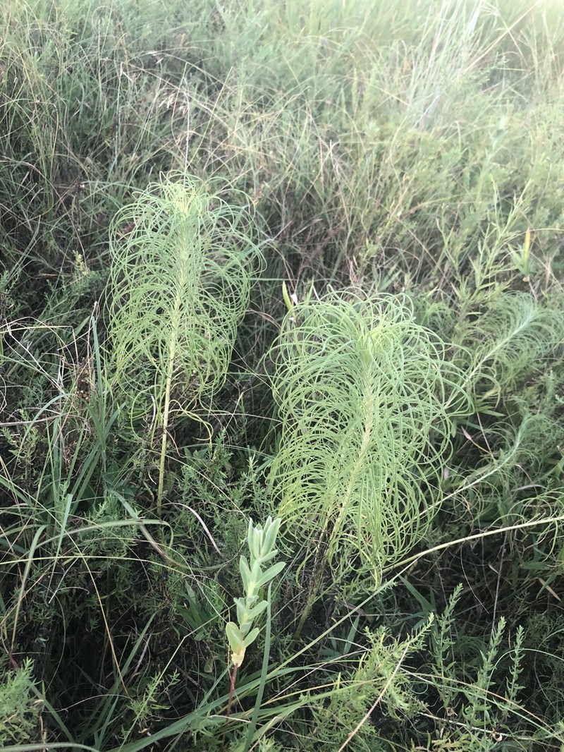 Willowleaf Sunflower photo 7