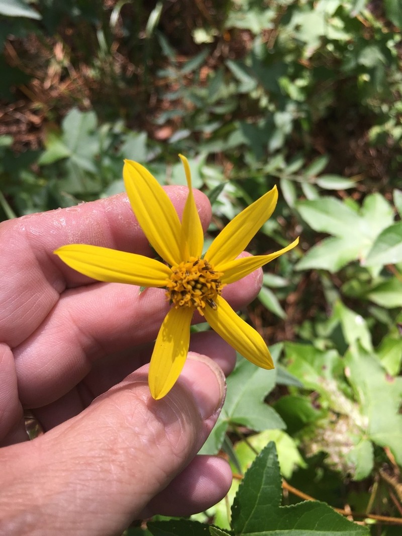 Schweinitz's Sunflower photo 2