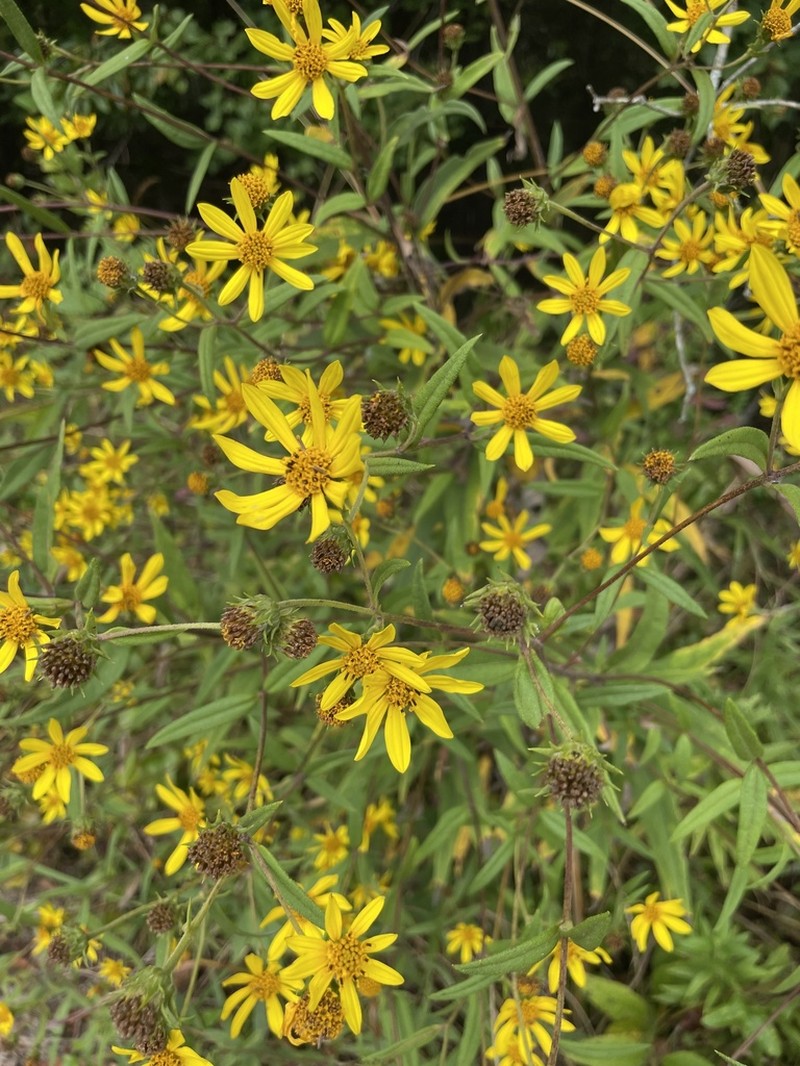Schweinitz's Sunflower photo 3