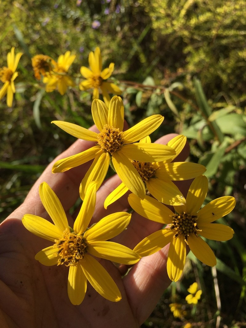 Schweinitz's Sunflower photo 5