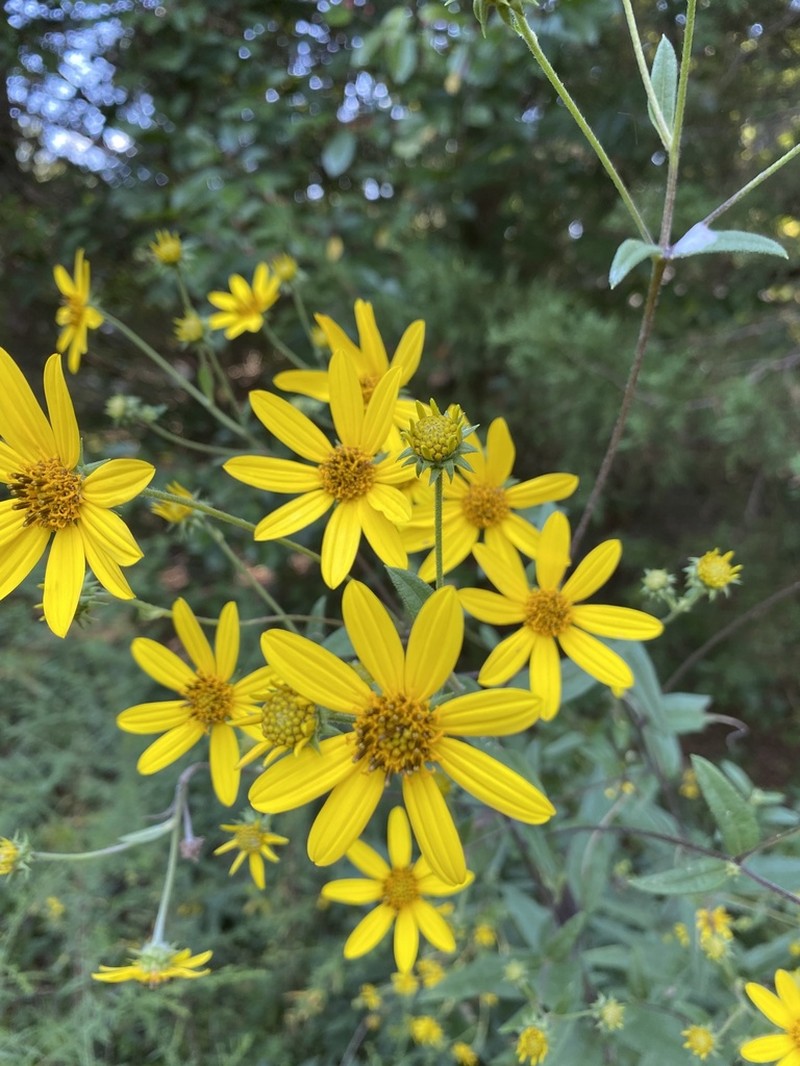 Schweinitz's Sunflower photo 8