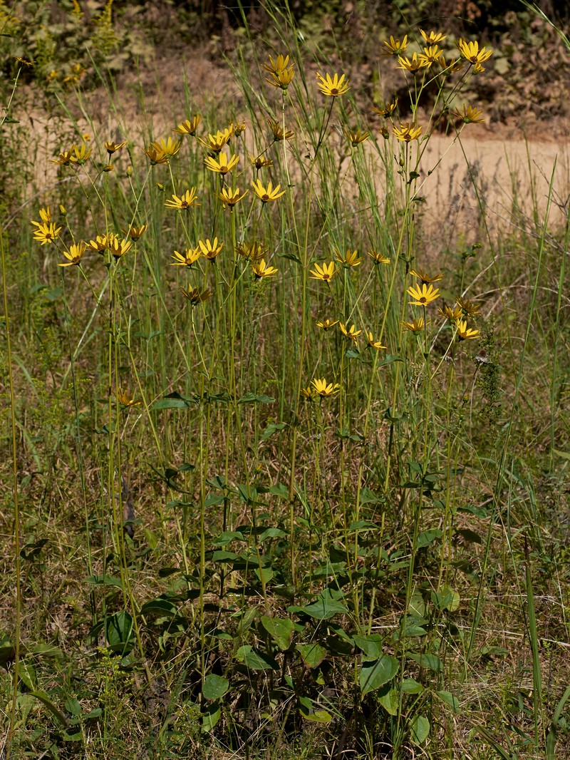 Rosinweed Sunflower