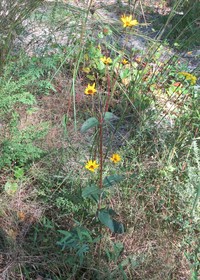 Rosinweed Sunflower