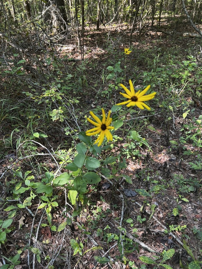 Rosinweed Sunflower photo 2