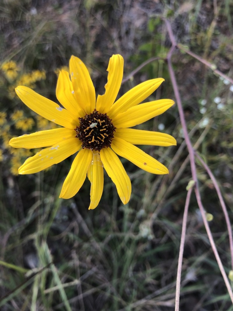 Rosinweed Sunflower photo 3