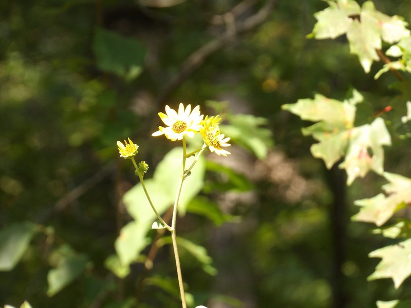 Rosinweed Sunflower photo 4
