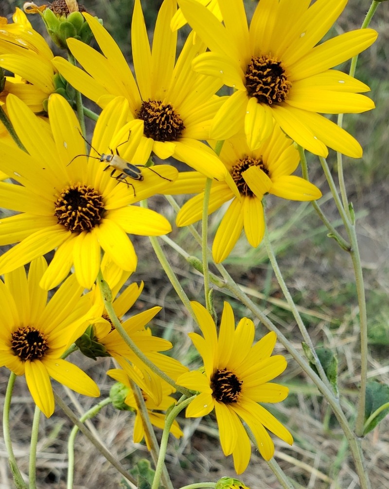 Rosinweed Sunflower photo 5