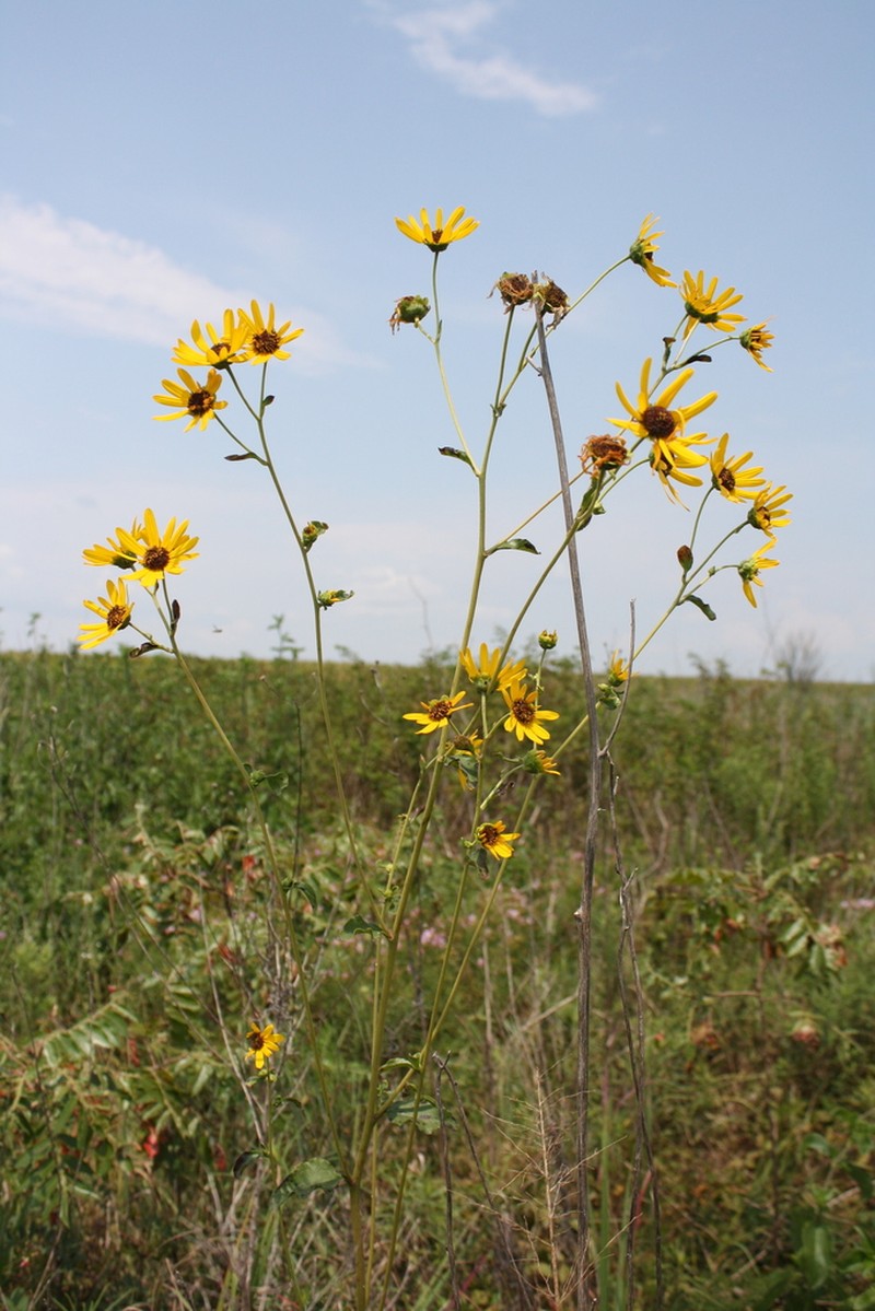 Rosinweed Sunflower photo 6