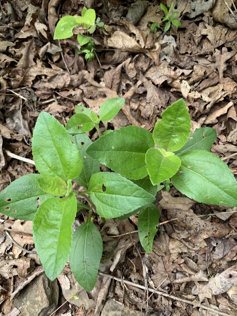 Rosinweed Sunflower photo 8