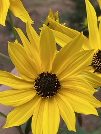 Muck Sunflower