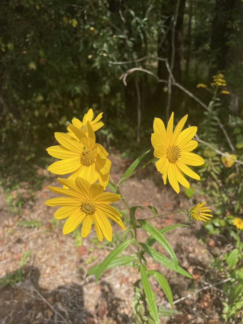 Muck Sunflower photo 2