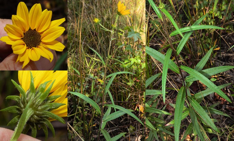 Muck Sunflower photo 3
