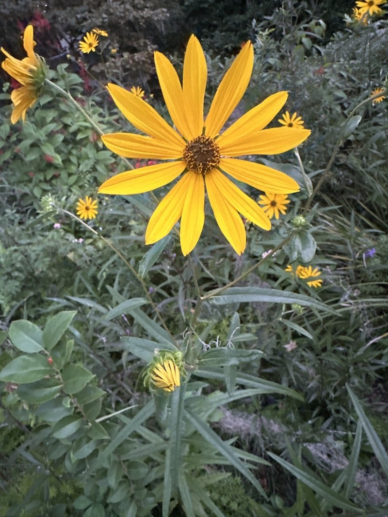 Muck Sunflower photo 4