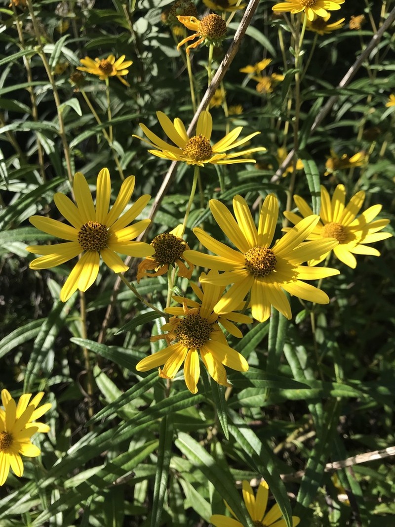 Muck Sunflower photo 5
