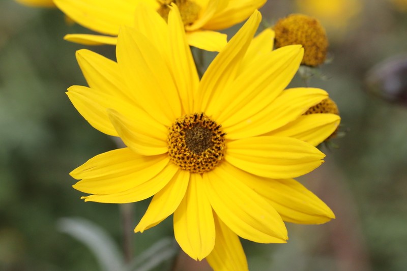 Muck Sunflower photo 6