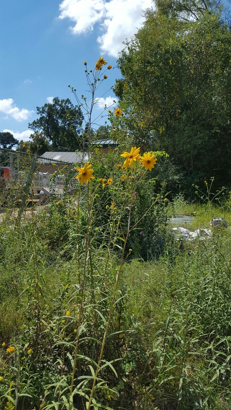 Muck Sunflower photo 7