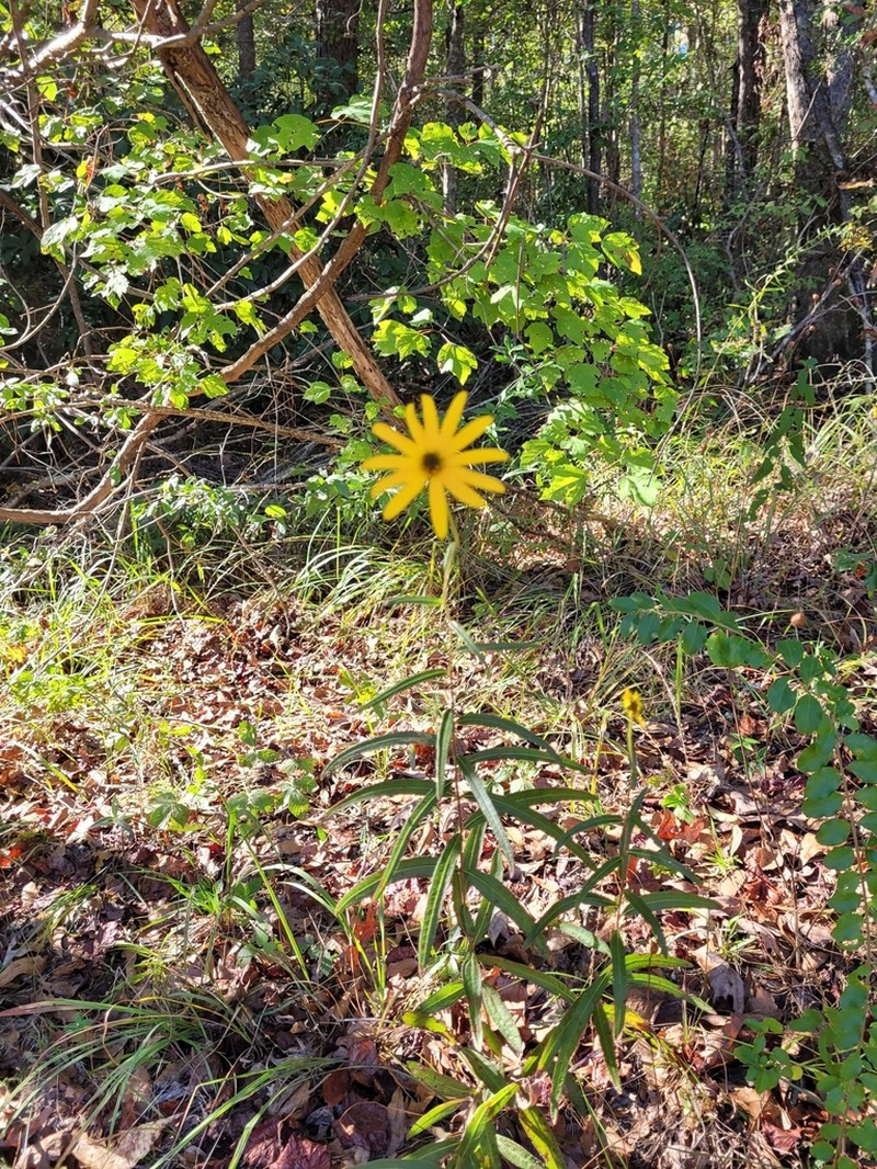 Muck Sunflower photo 8