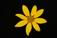 Smith's Sunflower