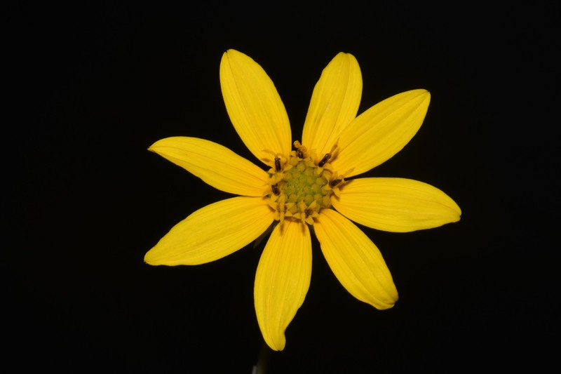 Smith's Sunflower