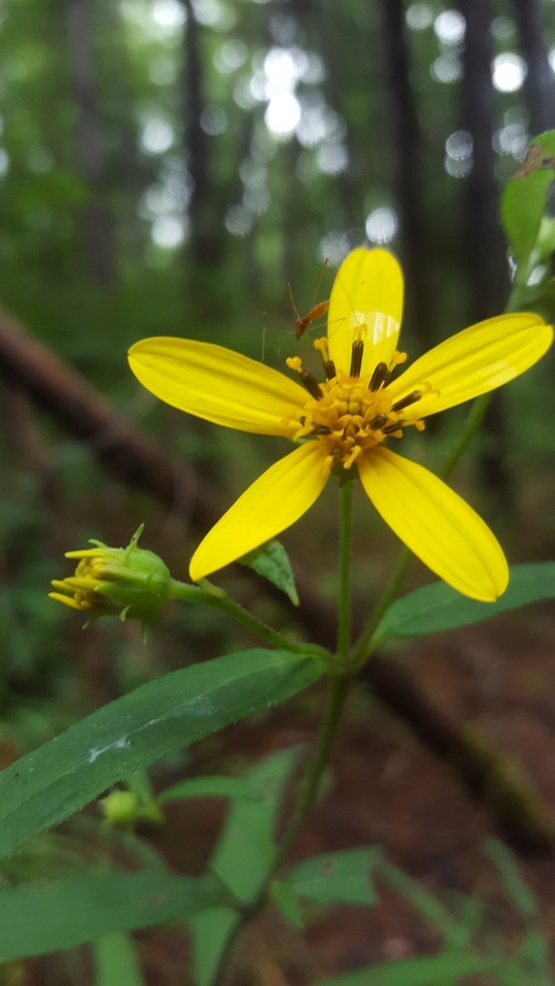 Helianthus smithiorum