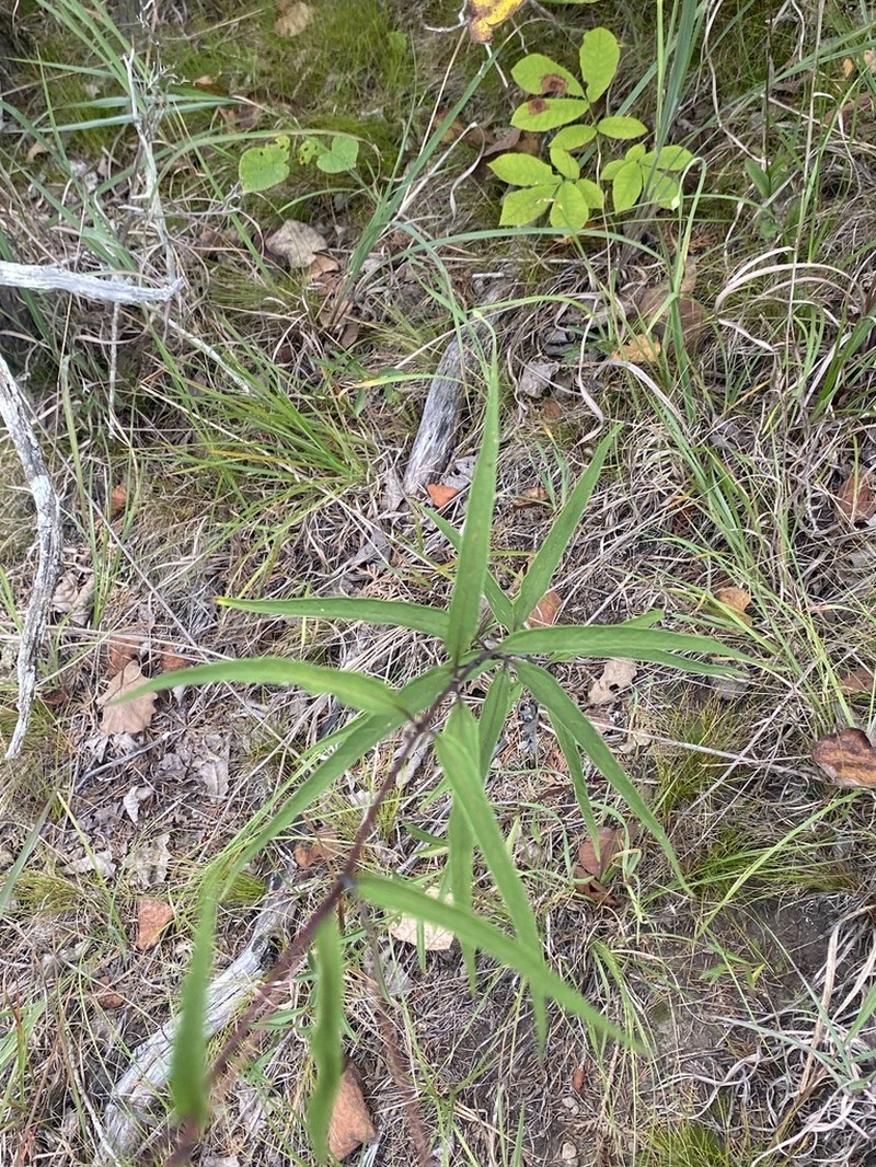 Helianthus smithiorum photo 2