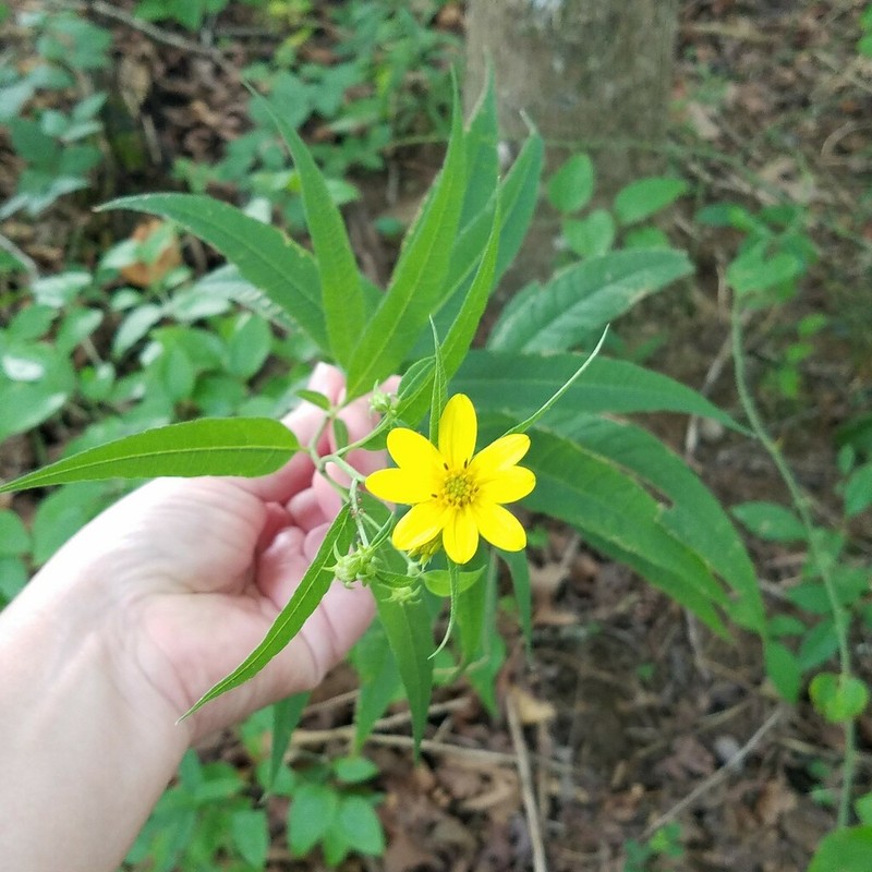 Helianthus smithiorum photo 3