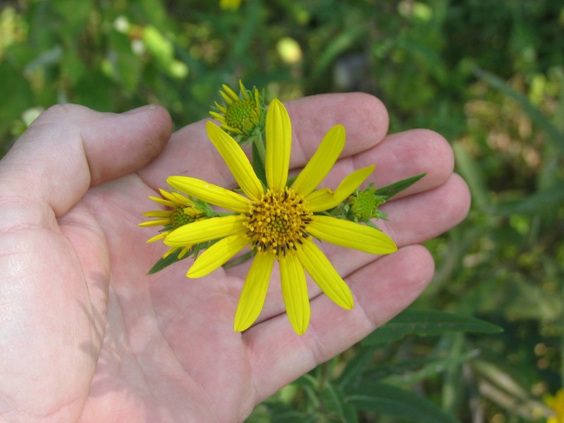 Helianthus smithiorum photo 4