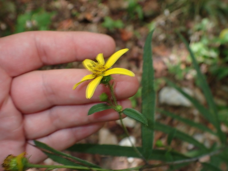 Helianthus smithiorum photo 5