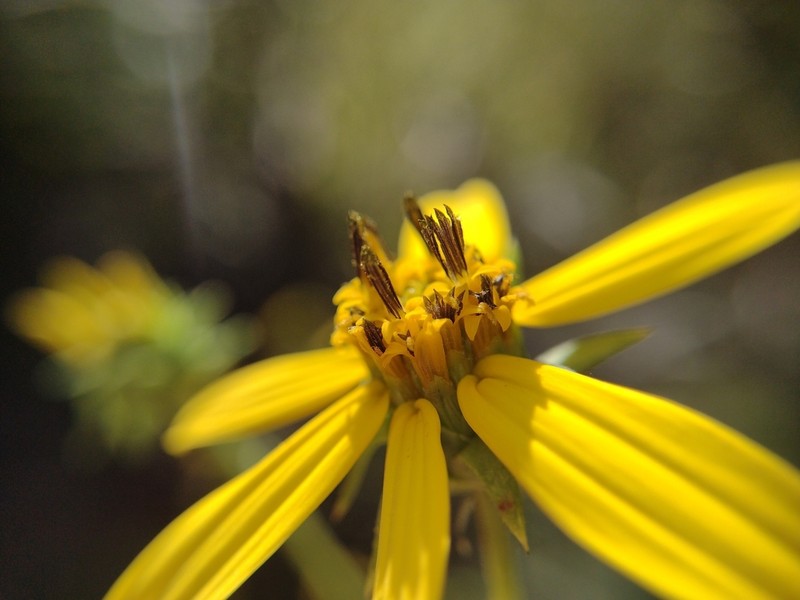 Helianthus smithiorum photo 6