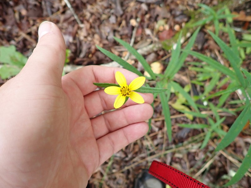 Helianthus smithiorum photo 7