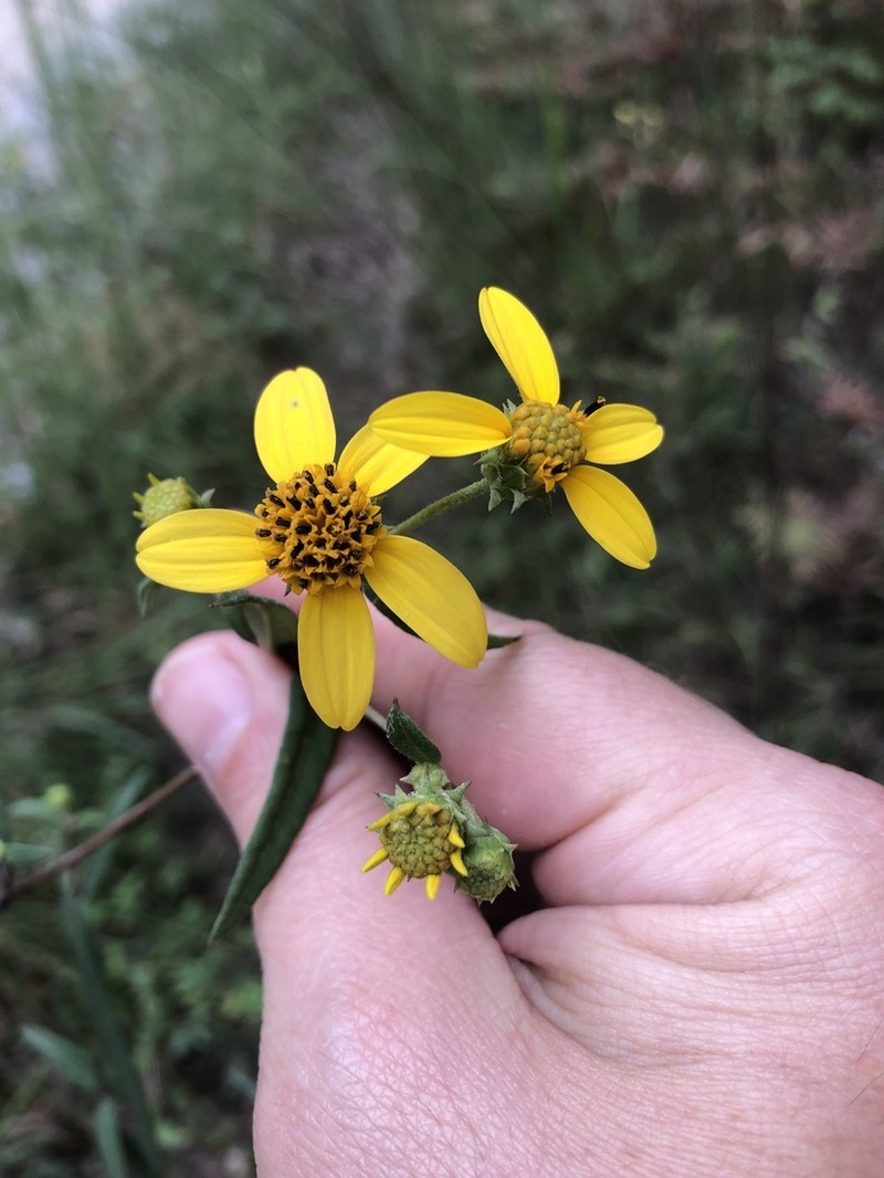 Helianthus smithiorum photo 8