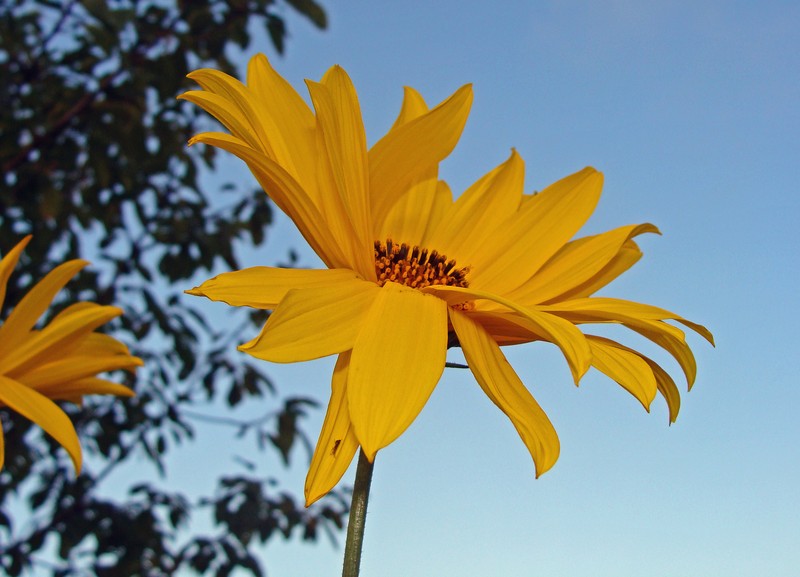 Paleleaf Woodland Sunflower photo 2