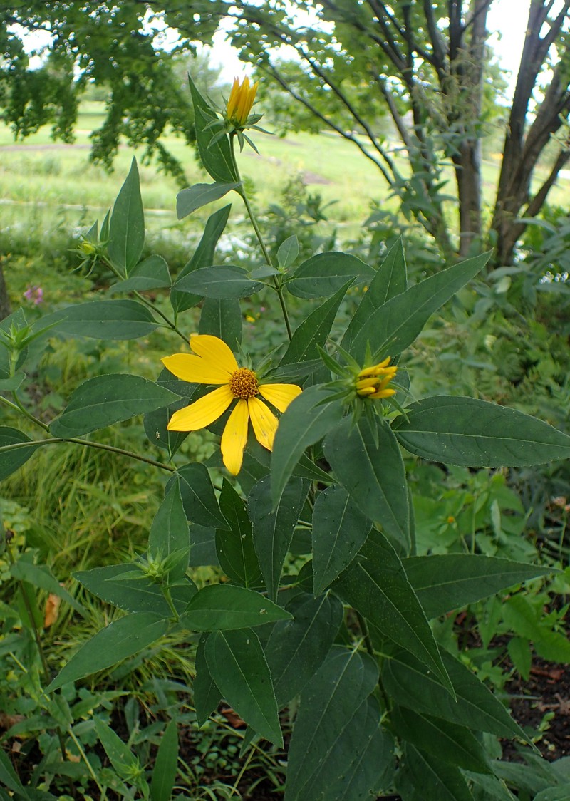 Paleleaf Woodland Sunflower photo 3