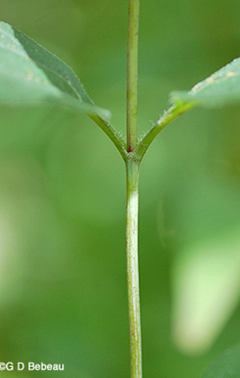 Paleleaf Woodland Sunflower photo 4