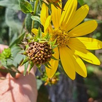Paleleaf Woodland Sunflower