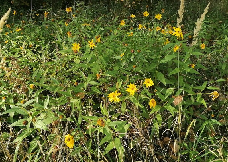 Paleleaf Woodland Sunflower photo 2