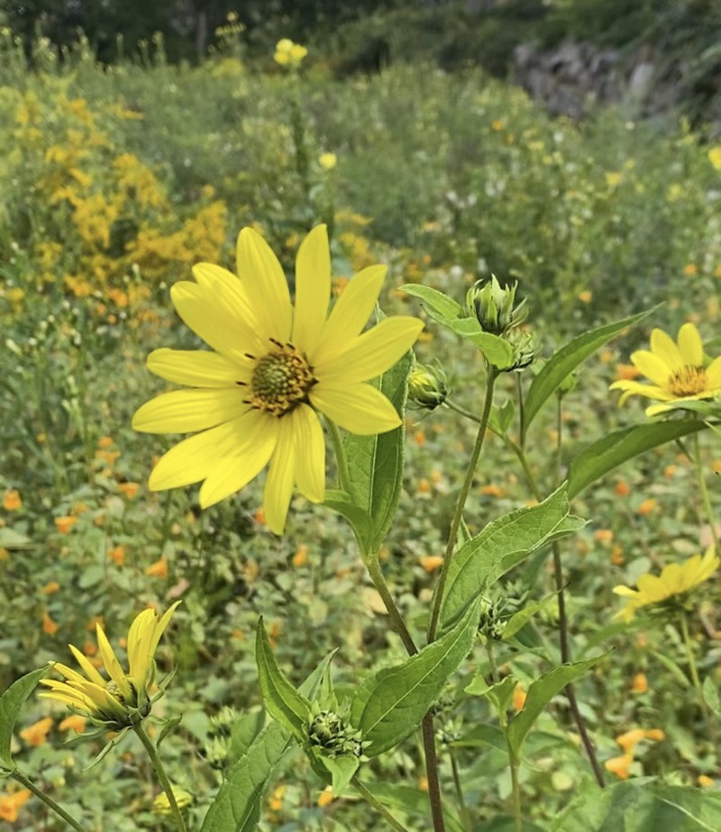 Paleleaf Woodland Sunflower photo 3