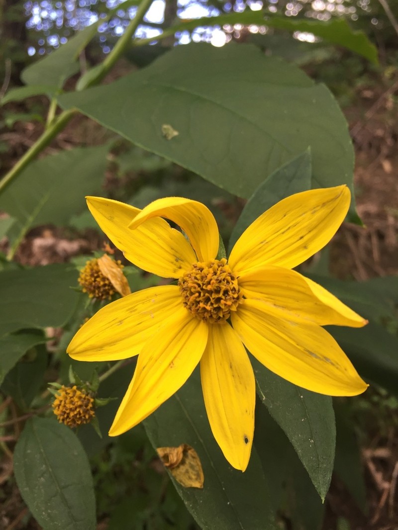 Paleleaf Woodland Sunflower photo 4