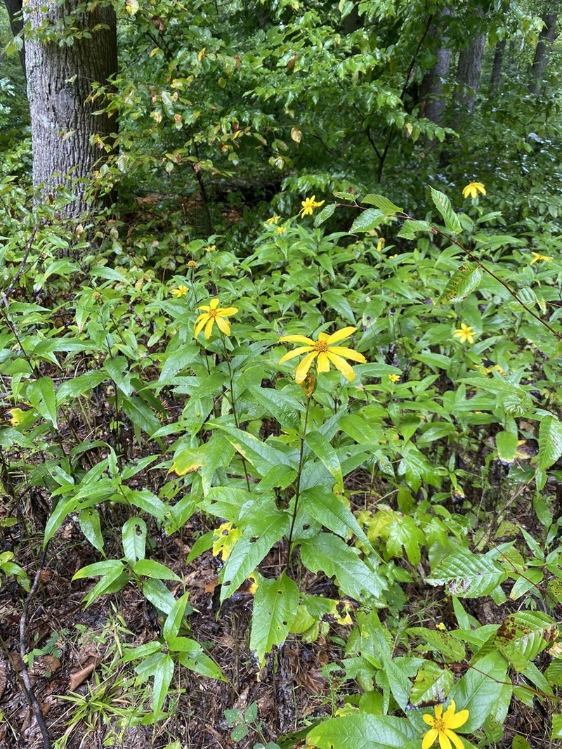 Paleleaf Woodland Sunflower photo 5