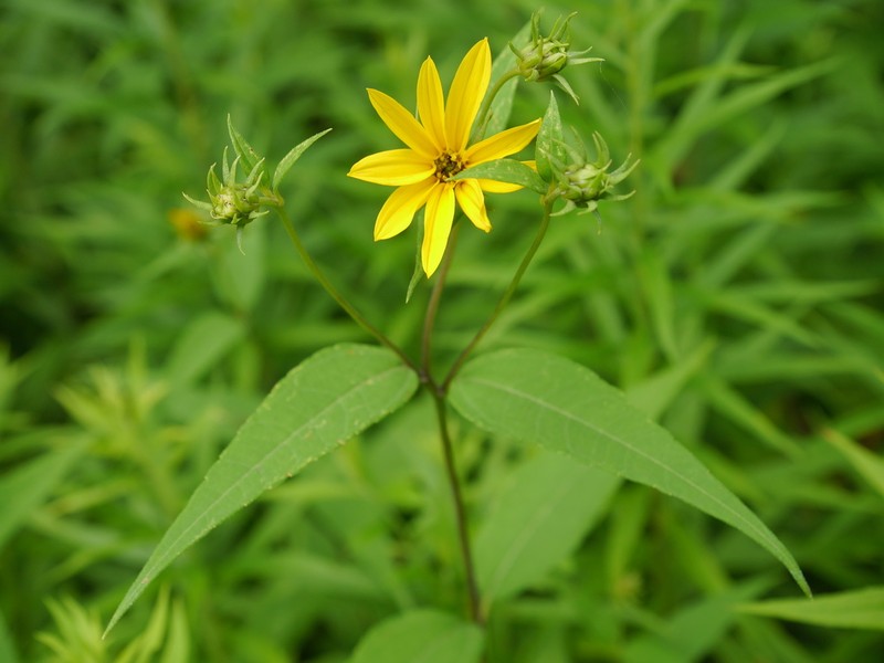Paleleaf Woodland Sunflower photo 6