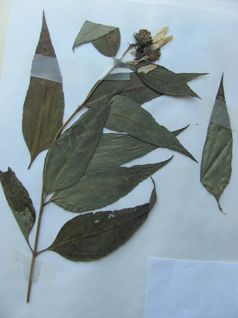 Paleleaf Woodland Sunflower photo 7