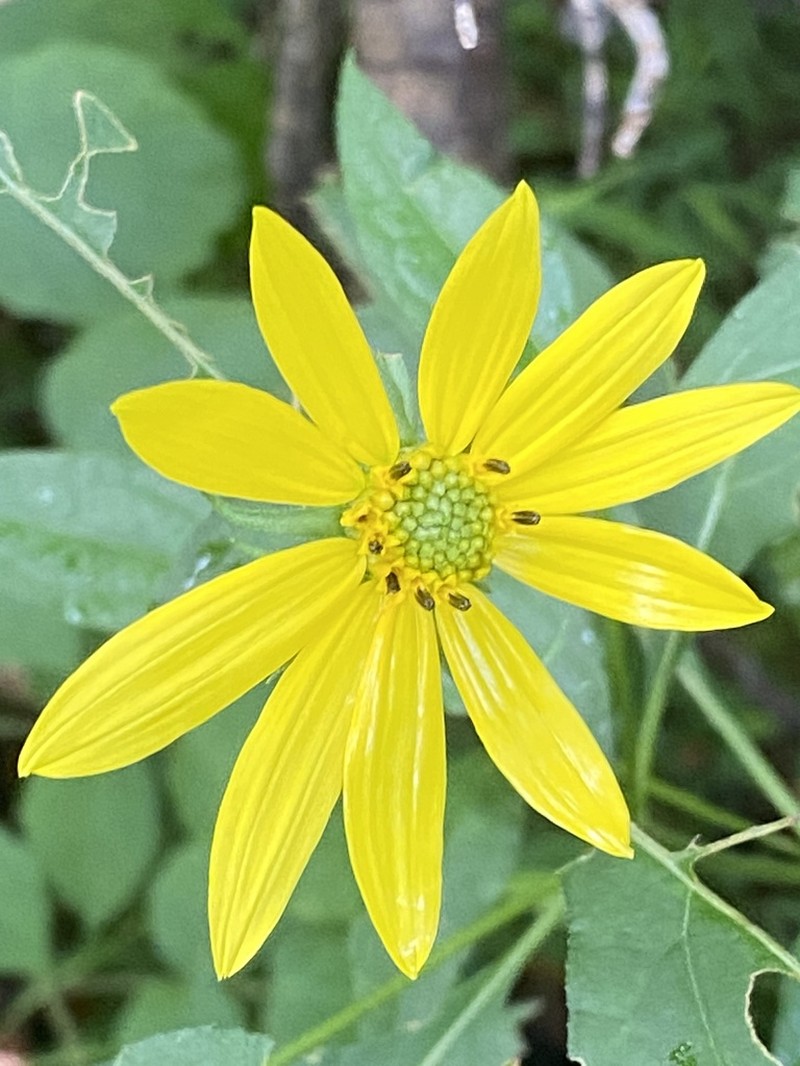 Paleleaf Woodland Sunflower photo 8