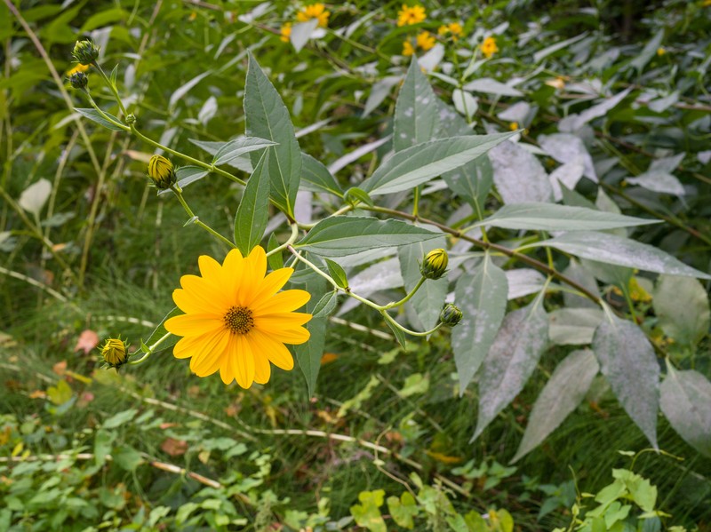 Jerusalem Artichoke photo 2