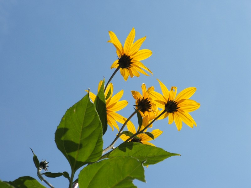 Jerusalem Artichoke photo 3