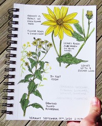 Jerusalem Artichoke