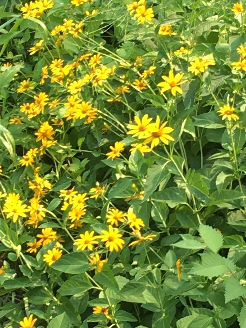 Jerusalem Artichoke photo 2