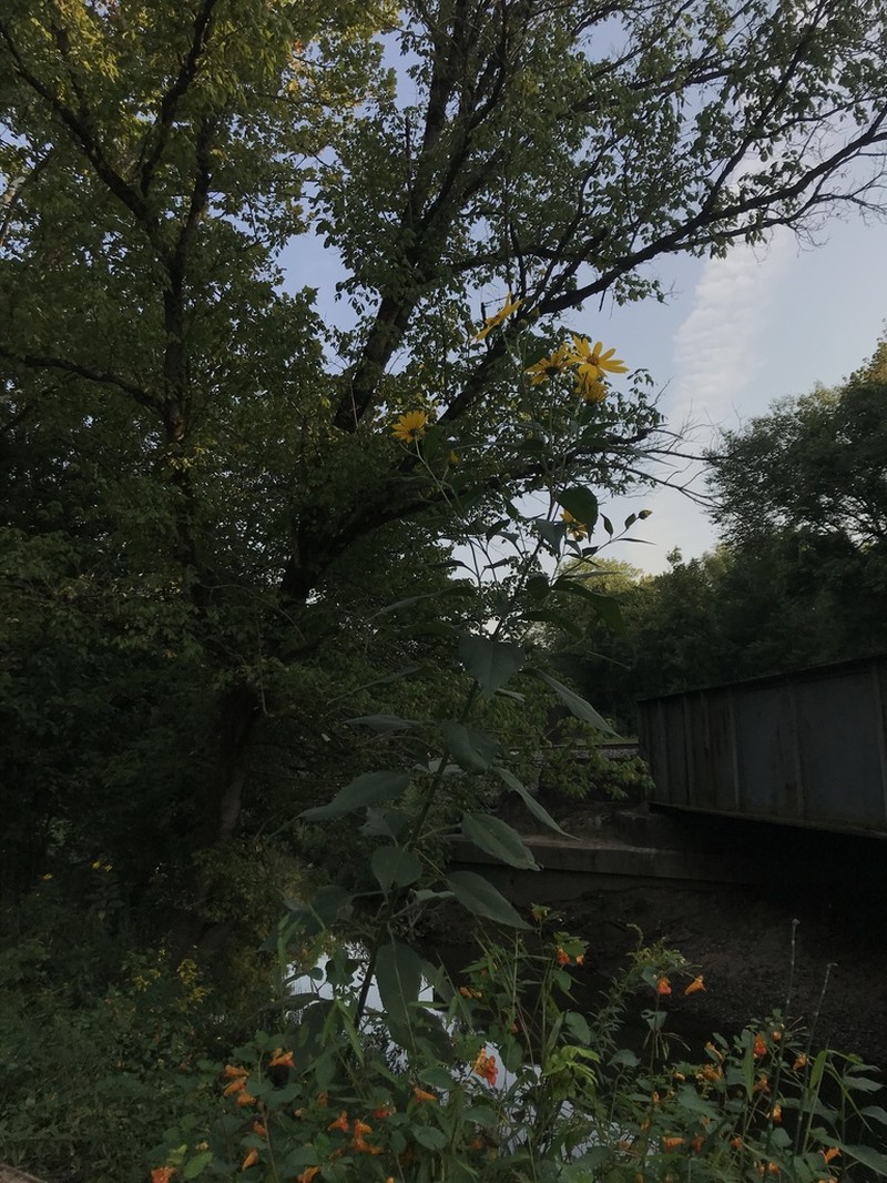 Jerusalem Artichoke photo 3