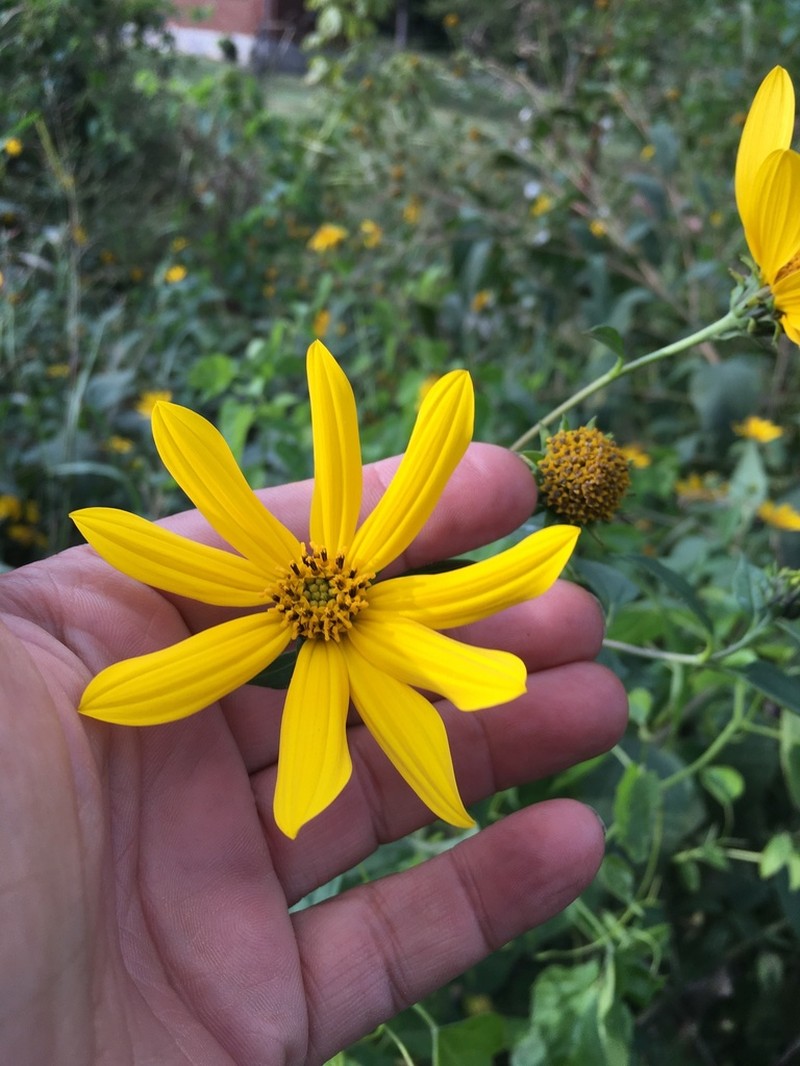 Jerusalem Artichoke photo 4