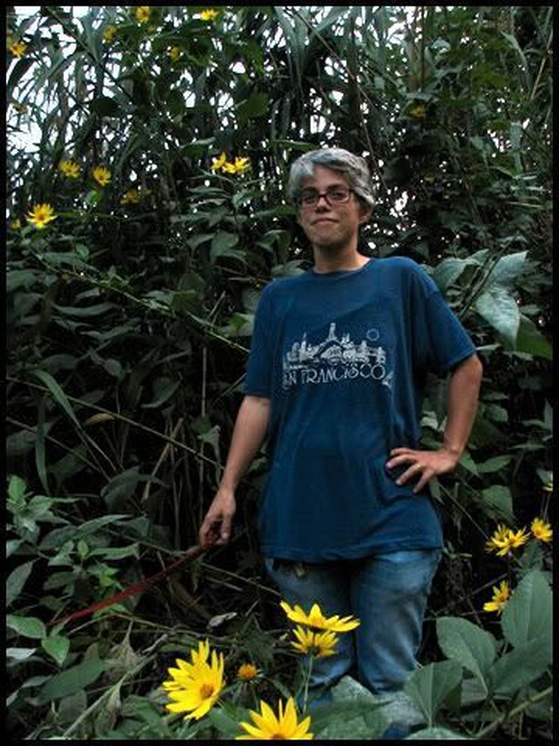 Jerusalem Artichoke photo 5
