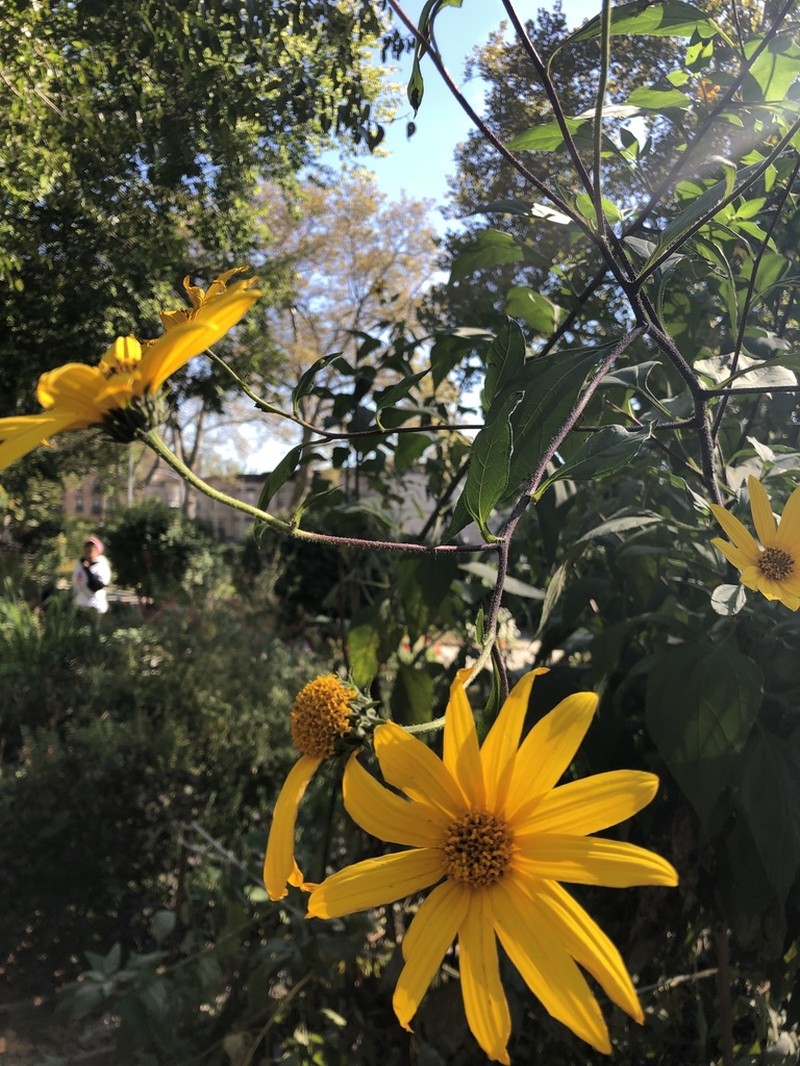 Jerusalem Artichoke photo 6